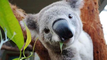 Ein Koala, hier noch ohne Handschuhe.