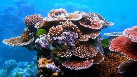 Sie sind nicht nur schön, sondern auch bedroht. Korallen auf einem gesunden Riff vor den Bermudas.