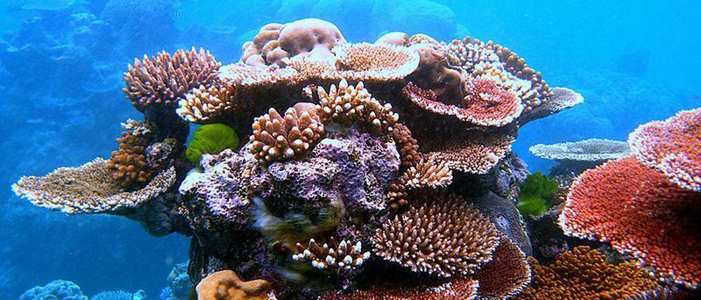 Sie sind nicht nur schön, sondern auch bedroht. Korallen auf einem gesunden Riff vor den Bermudas.