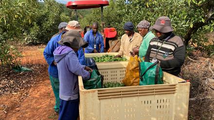 In Südafrika hat die organisierte Kriminalität ein neues, lukratives Geschäftsfeld entdeckt: den Handel mit Avocados.