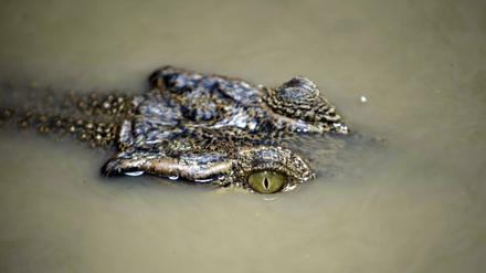 Ein Krokodil in Indonesien. Bald könnte es auch Drogenhändler bewachen. 