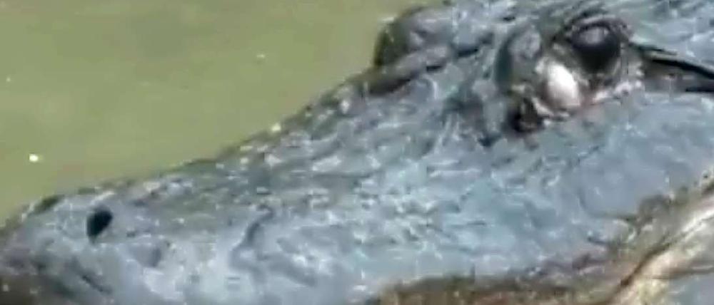 Der Aligator wird im Video von einer Riesenschlange attackiert.