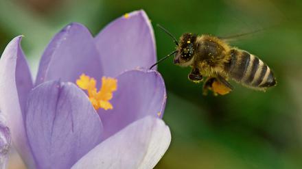 Stadtbienen haben es leichter, zumindest in Sachen Blüten. Davon gibt es in den Städten mehr als auf dem Land. 