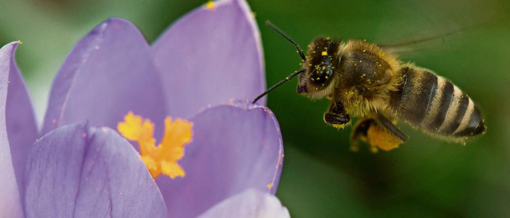 Stadtbienen haben es leichter, zumindest in Sachen Blüten. Davon gibt es in den Städten mehr als auf dem Land. 
