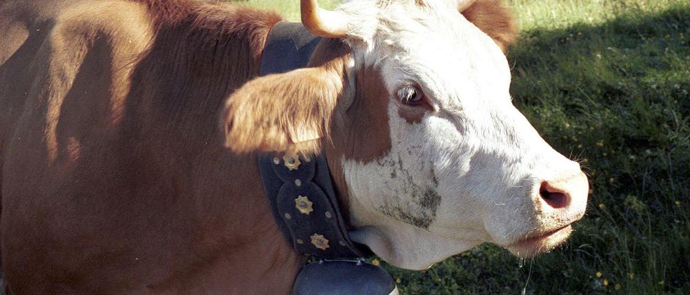 Eine Eringerkuh mit einer Glocke um den Hals steht im Juni 2003 auf einer Alpwiese in der Nähe des schweizerischen Dörfchens Gspon. Eine Tierschützerin aus den Niederlanden möchte Kuhglocken abschaffen. 