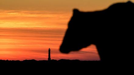 Auch eine Kuh braucht ein Zuhause. Diese hier hat es auf einer Salzwiese in der niedersächsischen Gemeinde Hagermarsch, im Hintergrund der Leuchtturm der ostfriesischen Insel Norderney.