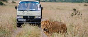 Im Nationalpark Masai Mara in Kenia beobachten Touristen einen Löwen.