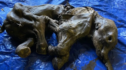 Das mumifiziertes Wollhaarmammutbaby lag im Permafrost in den Klondike-Goldfeldern.