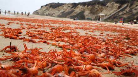Tausende tote Krabben liegen an der Küste von Kalifornien. Das liegt an El Nino.