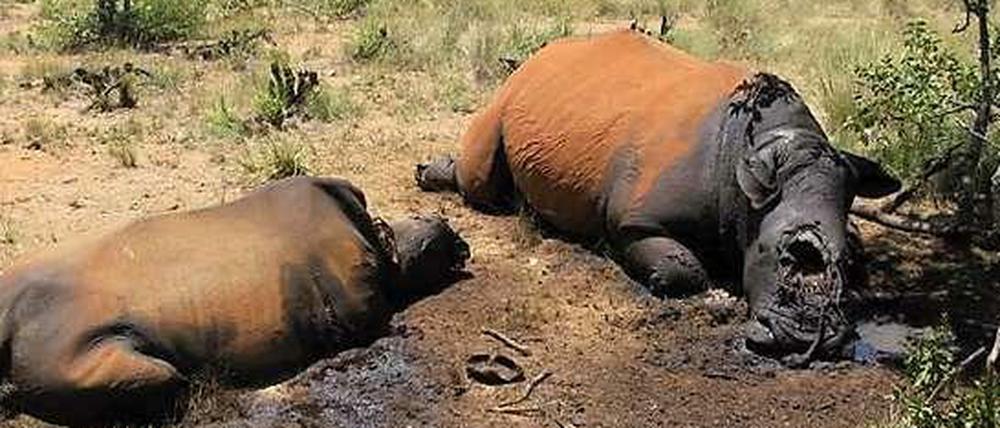 Von Wilderern getötete Nashörner im Distrikt Waterberg, 350 Kilometer nordwestlich von Johannesburg, Südarfika. 