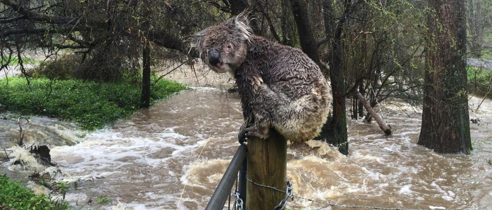 Viele Tiere wie dieser Koala verloren in Australien ihren Lebensraum.