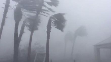 Palmen stehen in den Windböen von Hurrikan "Michael". 