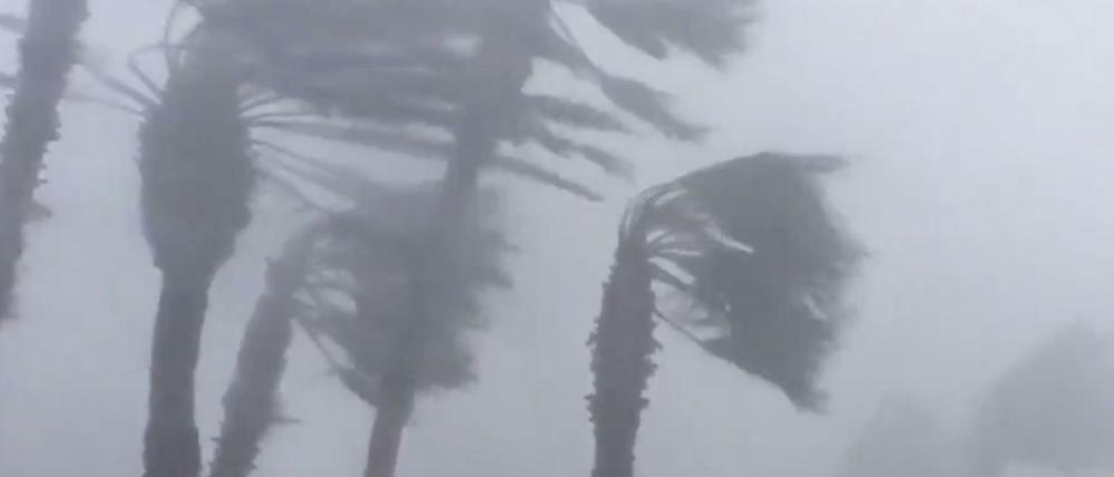 Palmen stehen in den Windböen von Hurrikan "Michael". 