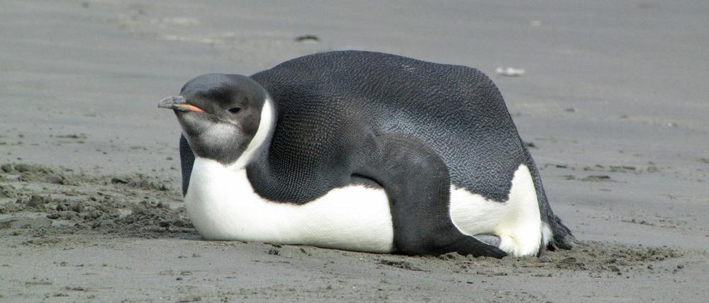 Ein Pinguin hat sich aus der Antarktis nach Neuseeland verirrt.