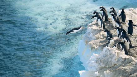 Eine Gruppe von Adelie-Pinguinen spingt in der Antarktis in Wasser.