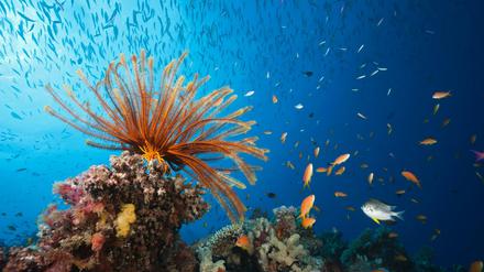 Das Korallenmeer ist das Zuhause von mehr als 300 bedrohten Tierarten.