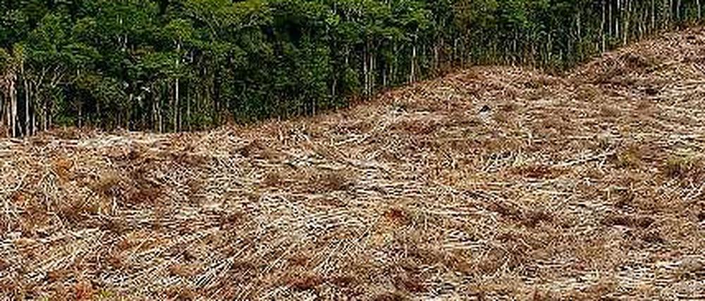Zerstörte Natur. Illegale Holzfäller haben hier im brasilianischen Amazonasgebiet einen Teil den Waldes gerodet.