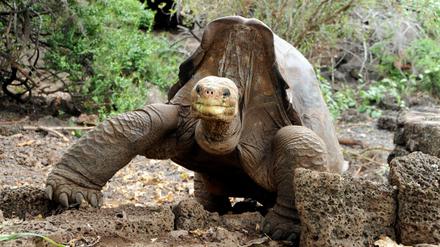 Eine Riesenschildkröte im Galápagos-Nationalpark in Ecuador.