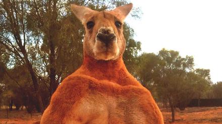 Australien trauert um sein berühmtestes Känguru namens Roger.