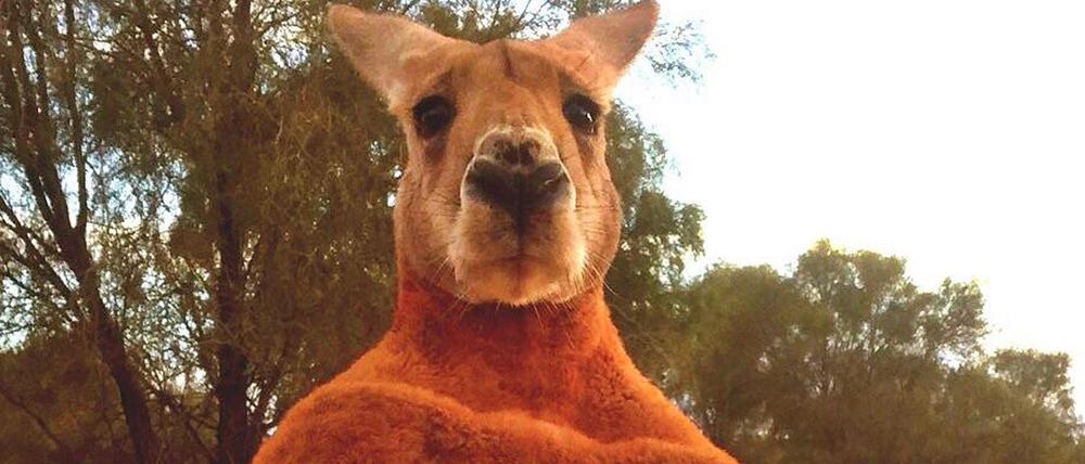 Australien trauert um sein berühmtestes Känguru namens Roger.