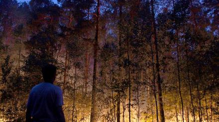 Ein Mann starrt in Beelomut in die brennenden Wälder. 