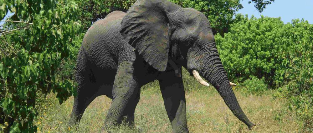 In Botswana leben noch rund 130.000 Elefanten in freier Wildbahn.