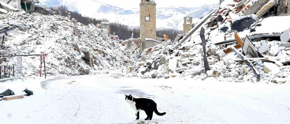 Eine Katze läuft Anfang Januar zwischen mit Schnee bedeckten Überresten der eingestürzten Häuser in Amatrice (Italien). Bei Erdbeben im August und Oktober 2016 kamen durch den Einsturz von mehreren Gebäuden fast 300 Menschen ums Leben.
