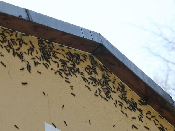 Schwammspinner Raupen haben die Fassade eines Hauses im Ortsteil Liebschwizt befallen.