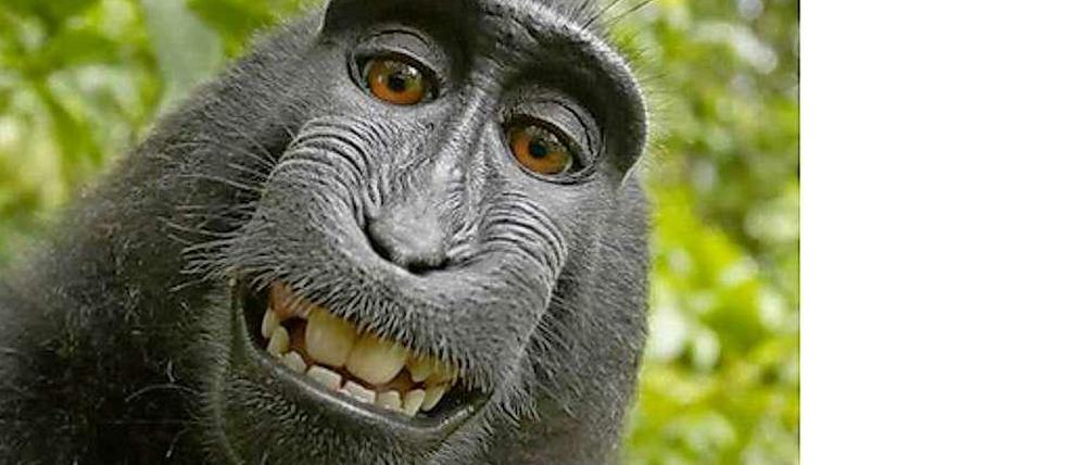 Naruto auf seinem Selfie, gezeigt auf dem Twitter Account der Naturschutzorganisation Peta. Der Makake-Affe hatte die Kamera eines Fotografen entwendet und sich selbst abgelichtet. Der Streit um das Urheberrecht geht schon länger. 