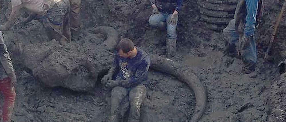 Ein Ausgrabungsteam in Michigan bei der Freilegung des Skelett eines Mammuts, auf das ein Farmer gestoßen war. 