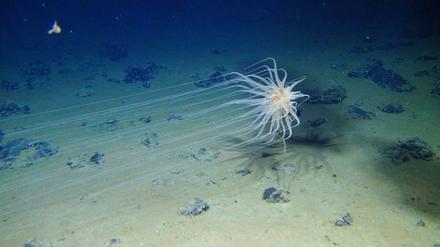 Diese Seeanemone der Gattung Relicanthus lebt im Zentralpazifik in 2500 Metern Tiefe.