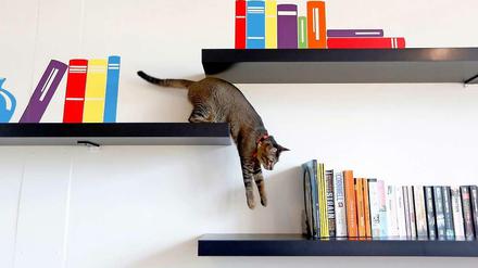 Auch zwischen aufgemalten Büchern fühlt sich diese Katze im "Katezencafé" in Singapur sichtlich wohl.
