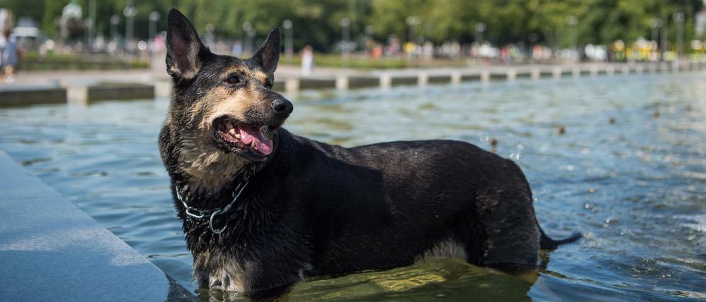 Hund Lilly kühlt sich in den Wasserkaskaden vor dem Berliner Fernsehturm ab. Der Dienstag war der bislang heißeste Tag dieses Jahres.