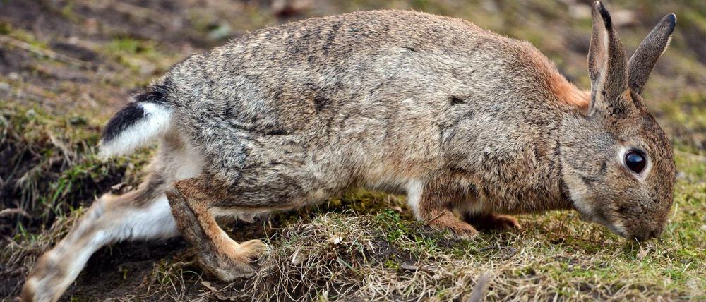 In Neuseeland klassifiziert ein Gesetz Kaninchen als "ungewollte Organismen".
