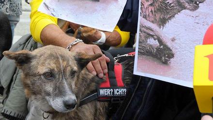 Das Auswärtige Amt warnt vor Straßenhunden in Rumänien. Auf diesem Bild protestieren Tierfreunde gegen die Massentötung in Rumänien.