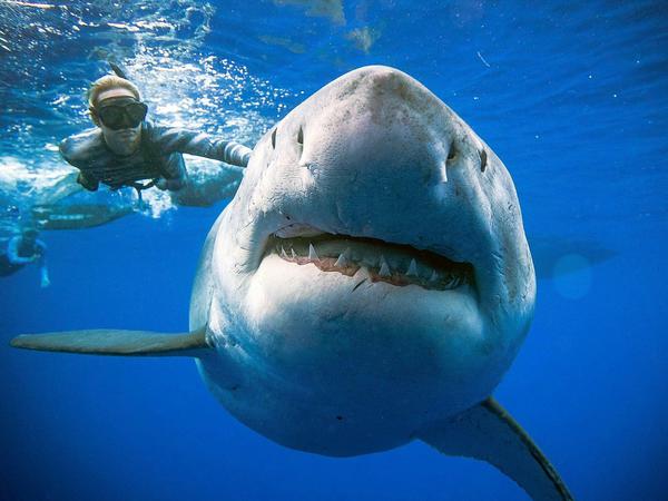 Der riesige Weiße Hai von vorne.