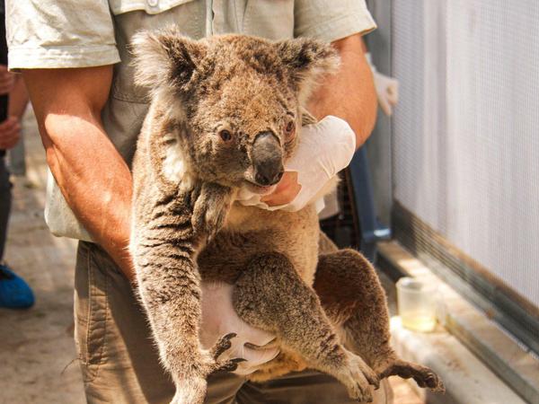 Ein Pfleger zeigt einen der geretteten Koalas, die in einen Zoo in Sydney gebracht wurden.