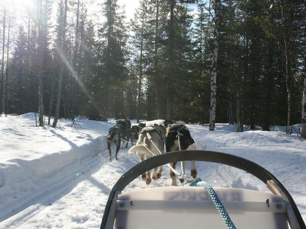 Husky-Touren gelten vielen Touristen als Höhepunkt ihres Urlaubs im Norden Finnlands. Doch die Hunde vertreiben die Rentiere.