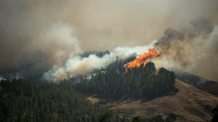 Flammen des Waldbranden in Montana Alta auf Gran Canaria. 