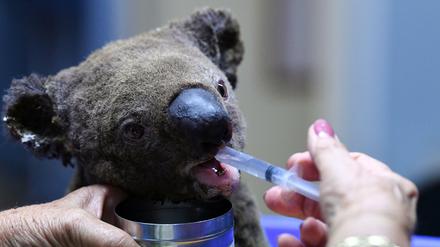Dieser dehydrierte und verletzte Koala wird jetzt im Koala-Krankenhaus von Port Macquarie aufgepäppelt.