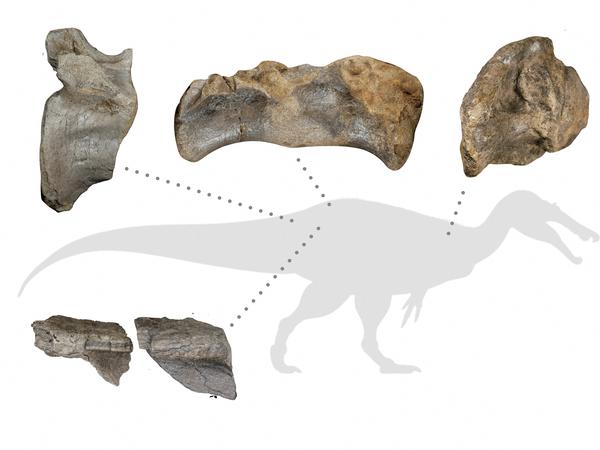 Die gefundenen Beckenknochen und Rückenwirbel stammen laut der Universität Southampton von einem „White Rock Spinosaurus“.