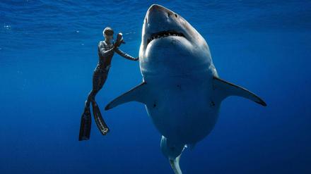 Solch große Weiße Haie sind sonst selten in Hawaii.