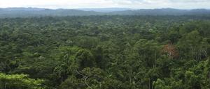 Im Amazonaswald kommt es immer wieder zu Morden an der indigenen Bevölkerung.