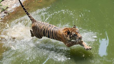 Dieser Tiger lebt in einem Zoo in Jakarta.