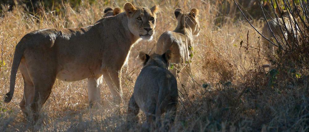 Die Cites-Staaten beschlossen, nur frei lebende Löwen-Populationen zu schützen. 