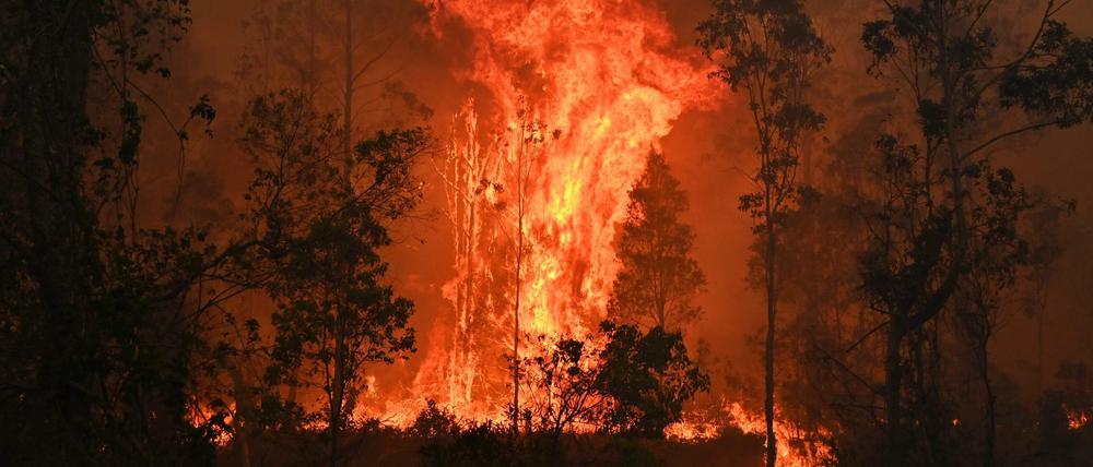 Gewaltige Feuer wüten derzeit in Australien.