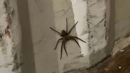 Eine etwa 20 Zentimeter große Spinne sitzt in einem Container in Bremen.