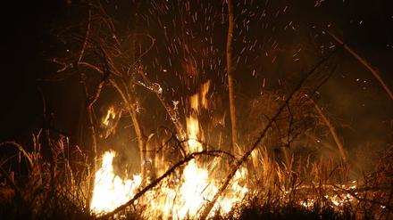 Flammen lodern in der Nacht im Nationalpark Harz bei Schierke.