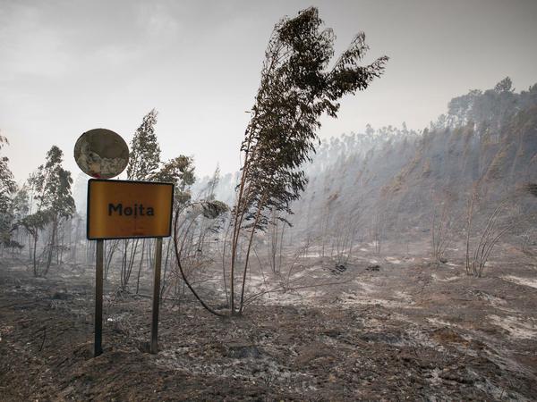 Ein verkohltes Ortsschild steht am Ortseingang von Moita (circa 160 Kilometer nordöstlich von Lissabon) vor einem verbrannten Waldstück. 
