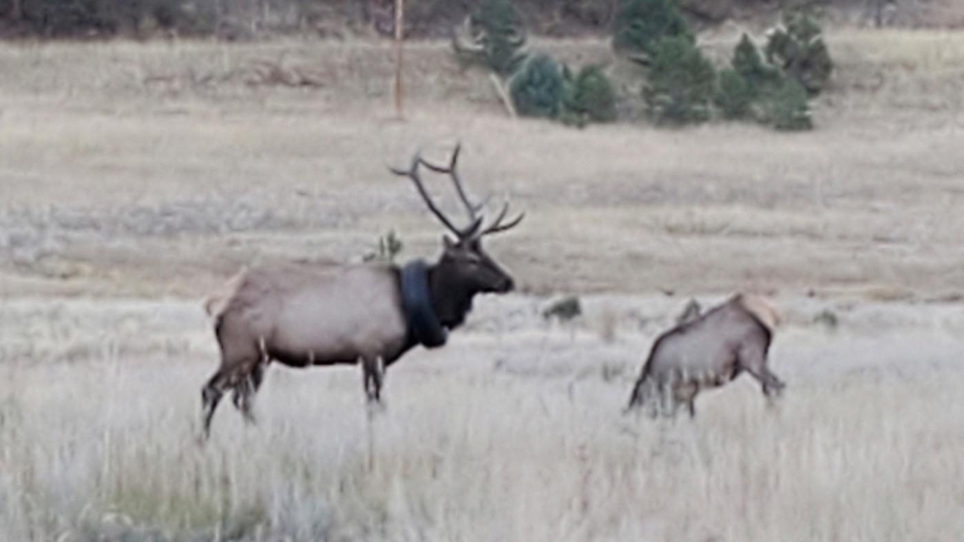 US-Bundesstaat Colorado: Wildhüter befreien Hirsch von Reifen um den Hals –  nach zwei Jahren